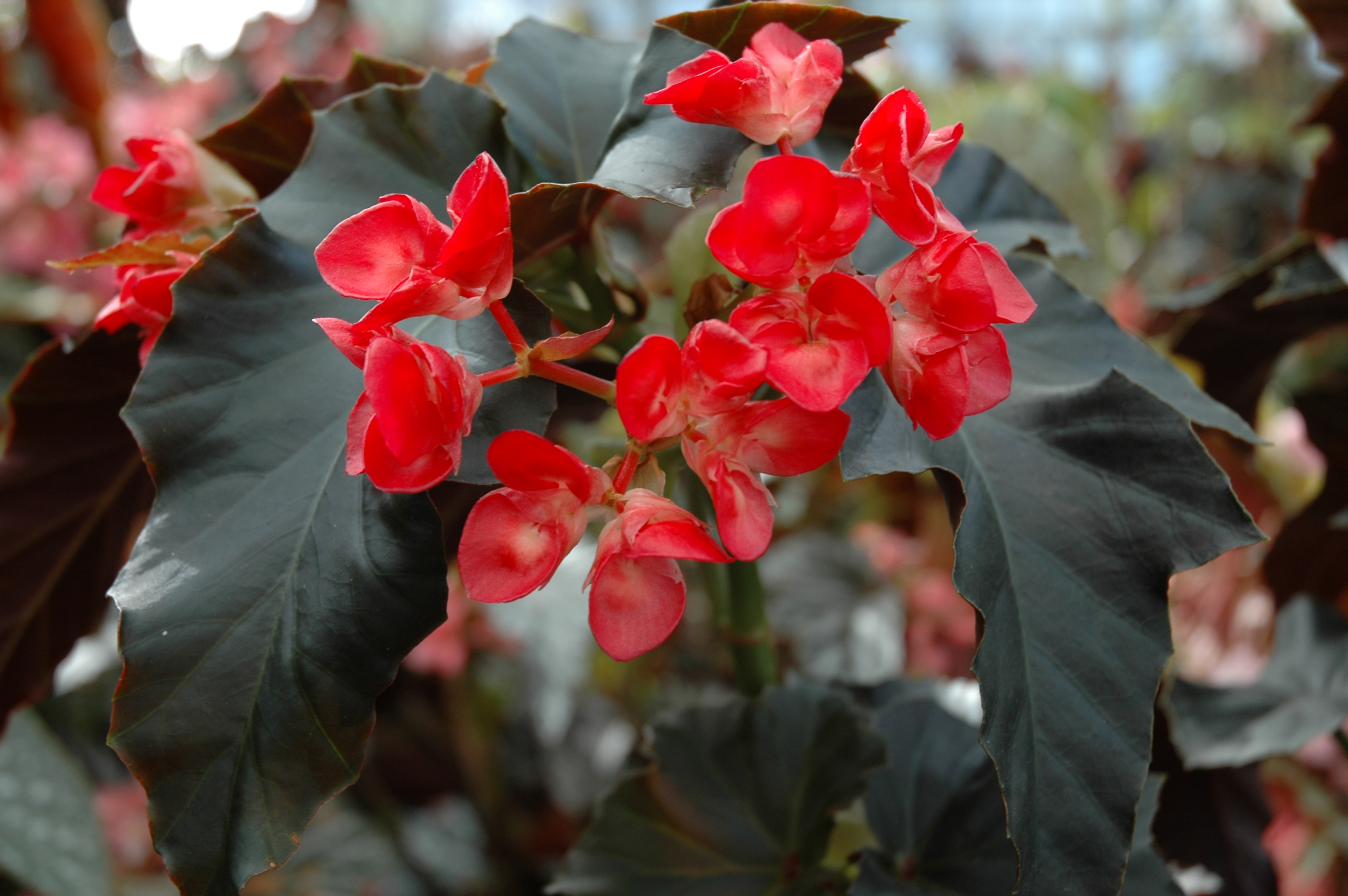 B. ‘Barry Mack’